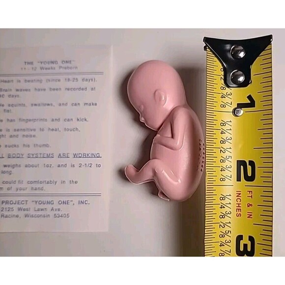 NWT The "Young One" 11-12 Week Preborn Baby Plastic Model Science Maternity (2) - Picture 2 of 5